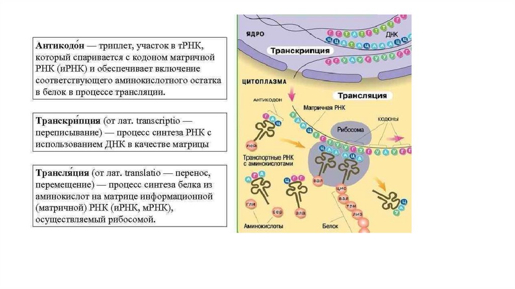 Схема переноса генетической информации в клетке