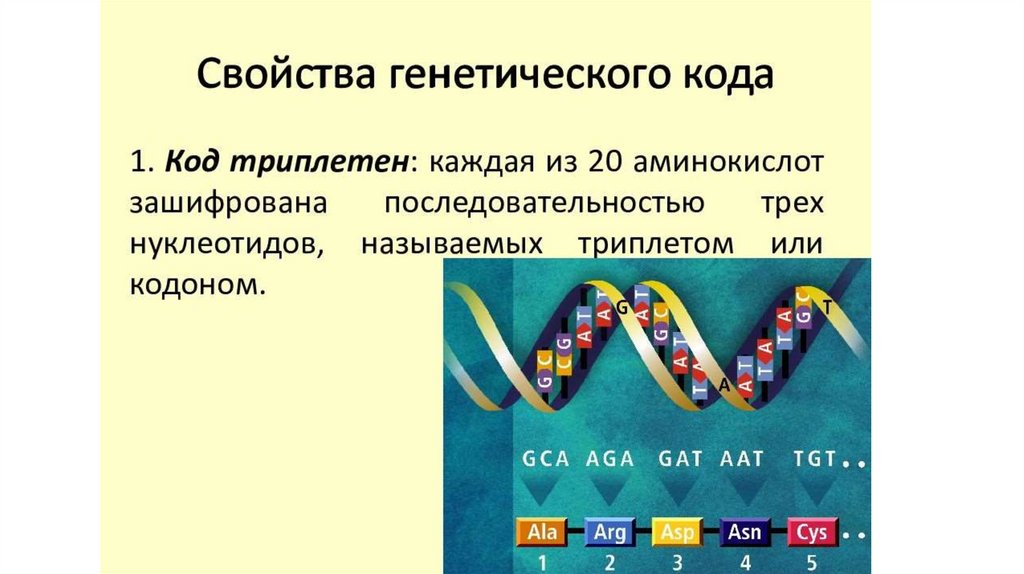 Синтез белков в клетке - презентация онлайн