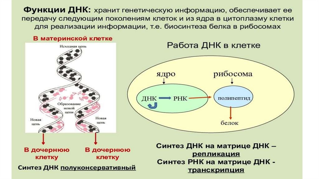 Синтез белков в клетке - презентация онлайн