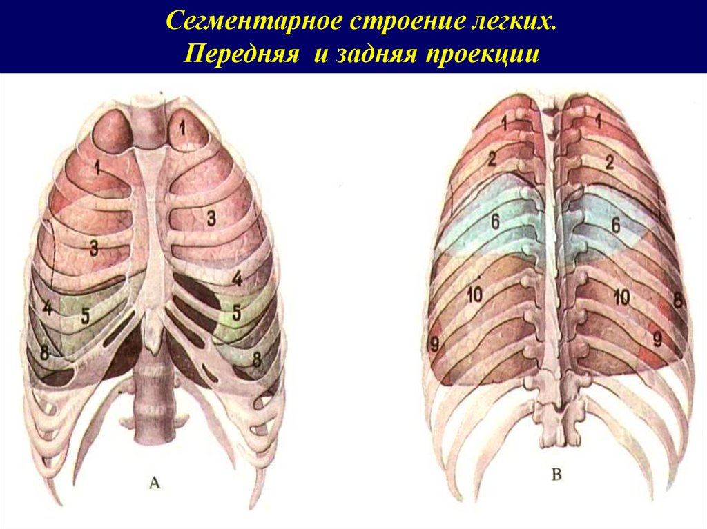10 сегментов легких. Пневмония 4 сегмента. Сегментарная пневмония s4. Сегментное строение легких. Пневмония сегменты.