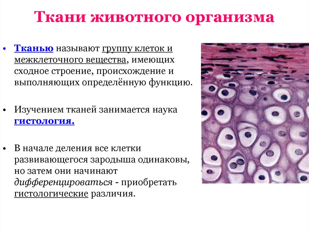 Ткани органов животных