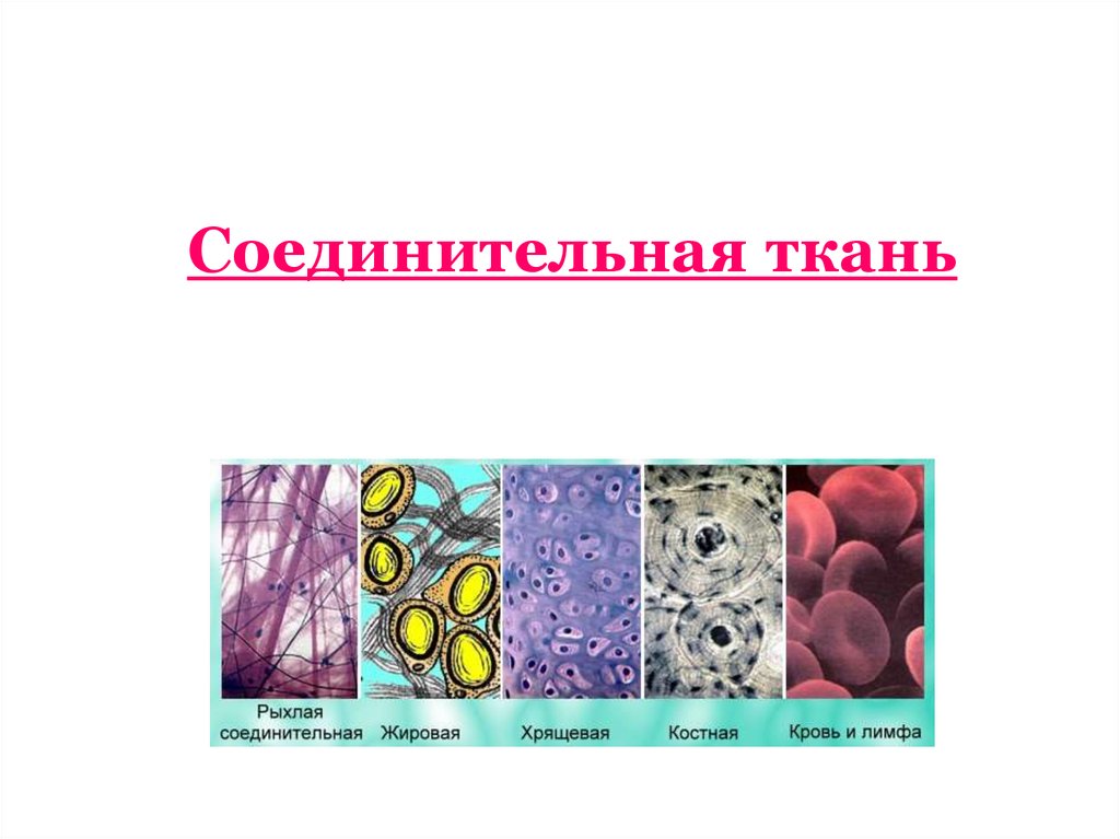 Ткани животных 7 класс