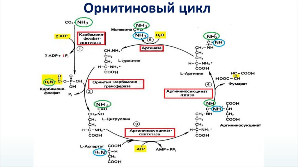 Орнитиновый цикл реакции