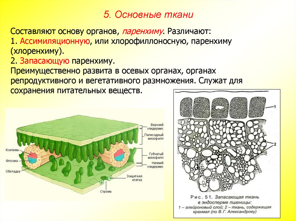 Функции основной ткани