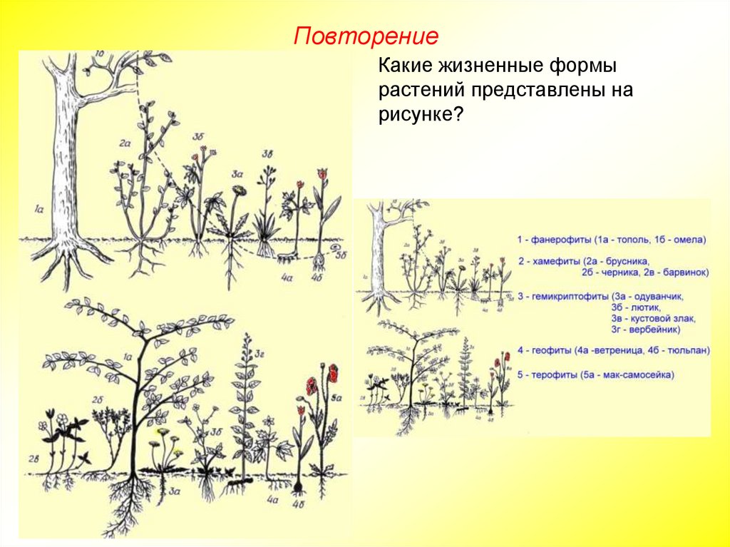 Жизненные формы растений рисунок. Нарисовать жизненные формы растений. Условные обозначения жизненных форм растений. Розеточная жизненная форма.