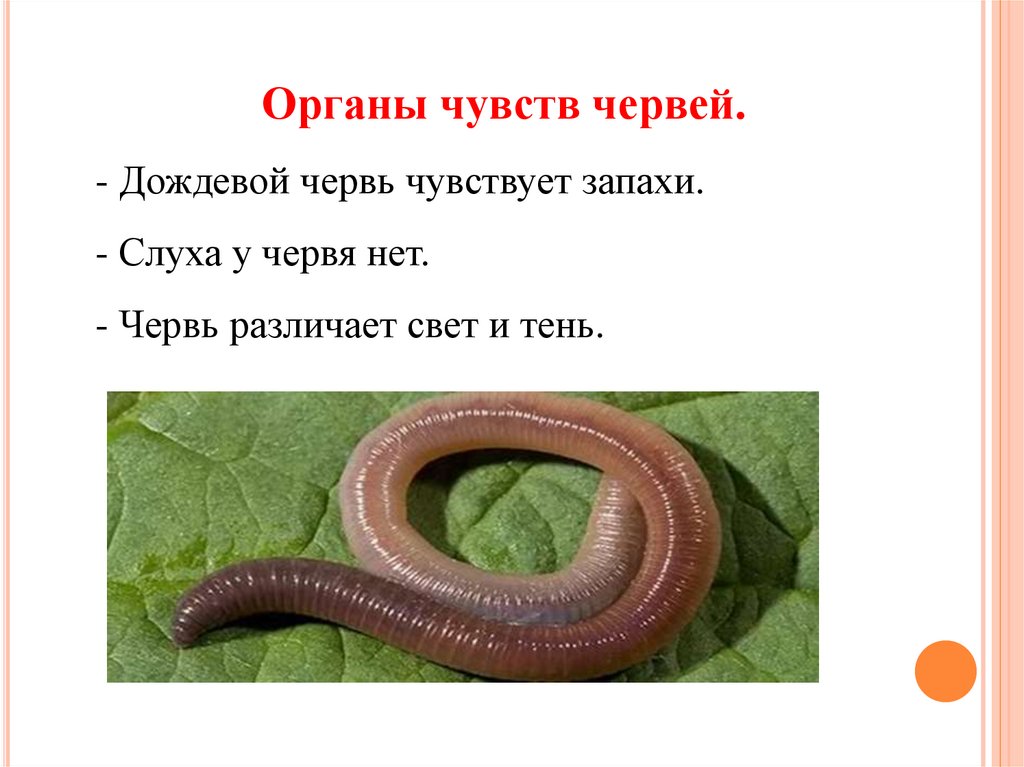 Дождевой червь тип животного. Факты о дождевых червях.