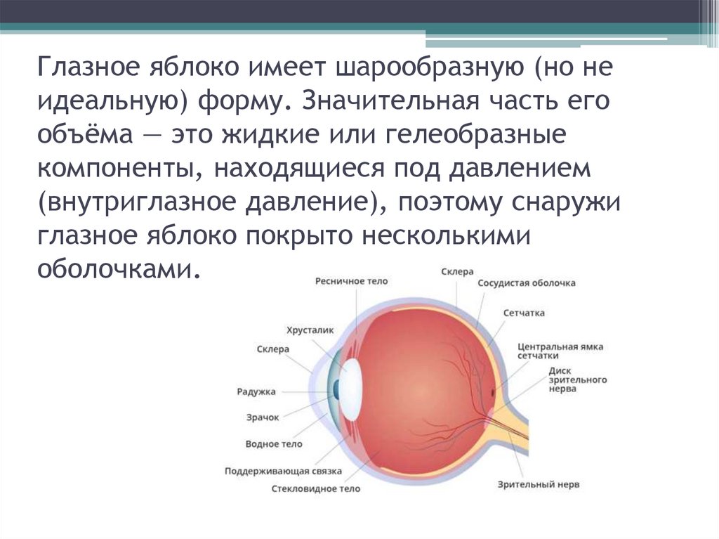 Глазное яблоко - презентация онлайн