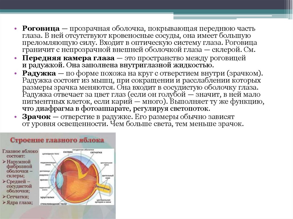 Глазное яблоко - презентация онлайн