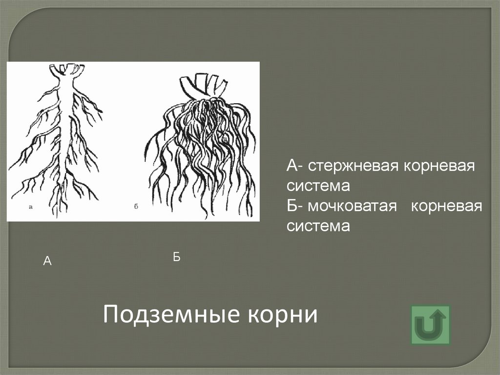 Что относится к видоизмененным корням биология 6. Корневая система мочковатая корневища подземные. Стержневая и мочковатая корневая система.