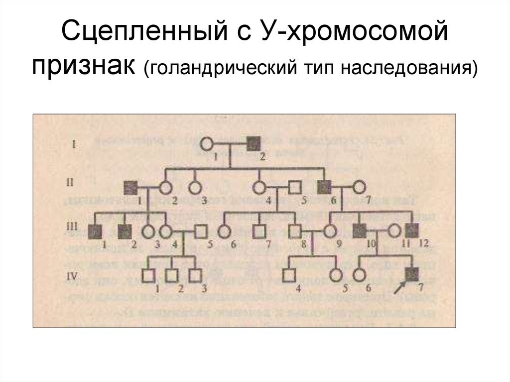 Голандрическое наследование родословная. Голандрический Тип наследования. У сцепленный голандрический Тип наследования. Голандрический Тип наследования ЕГЭ биология.