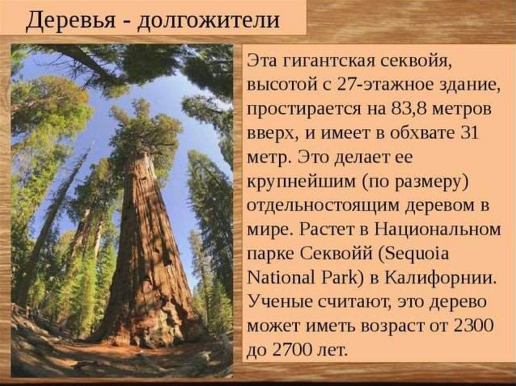 Голосеменные растения - презентация онлайн