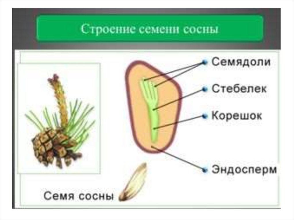 Голосеменные растения - презентация онлайн