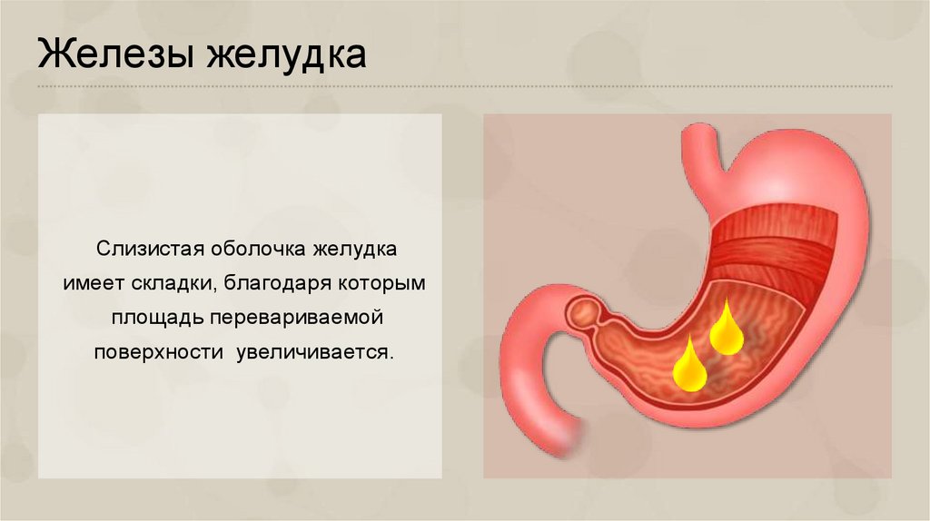 Какие железы расположены в желудке