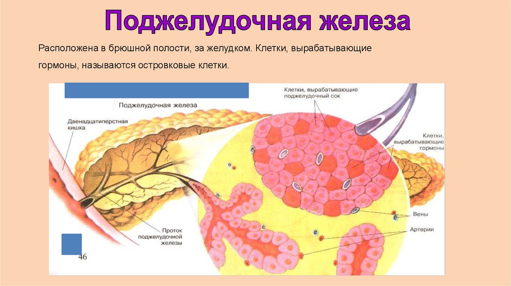 7 желез. Гормоны поджелудочной железы схема. Поджелудочная железа строение гормоны и их функции. Клетки поджелудочной железы и гормоны. Клетки поджелудочной железы вырабатывающие гормоны.