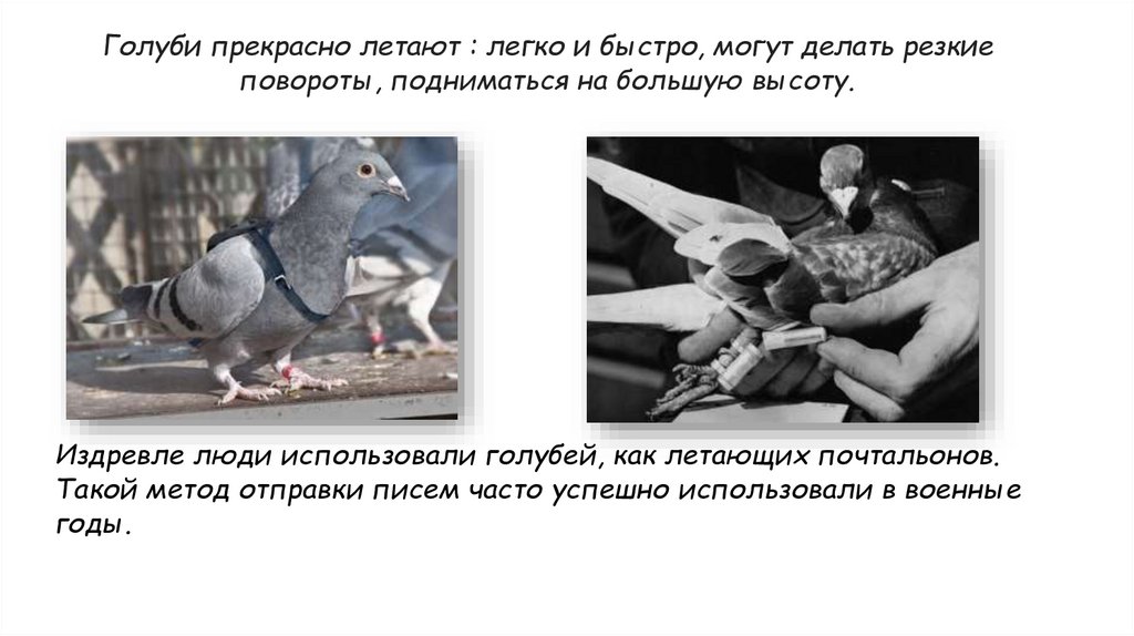 Сизый голубь (1) - online presentation