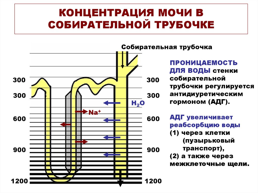 Какую функцию выполняет собирательная трубка. Собирательные почечные трубочки. Проницаемость собирательных трубочек. Концентрация мочи.