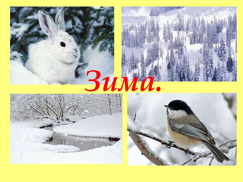 Изменения животных зимой 5 класс биология. Сезонные изменения зима. Сезонныеиминия в природе зима. Зима изменения в природе. Сезонные изменения в природе зимой.