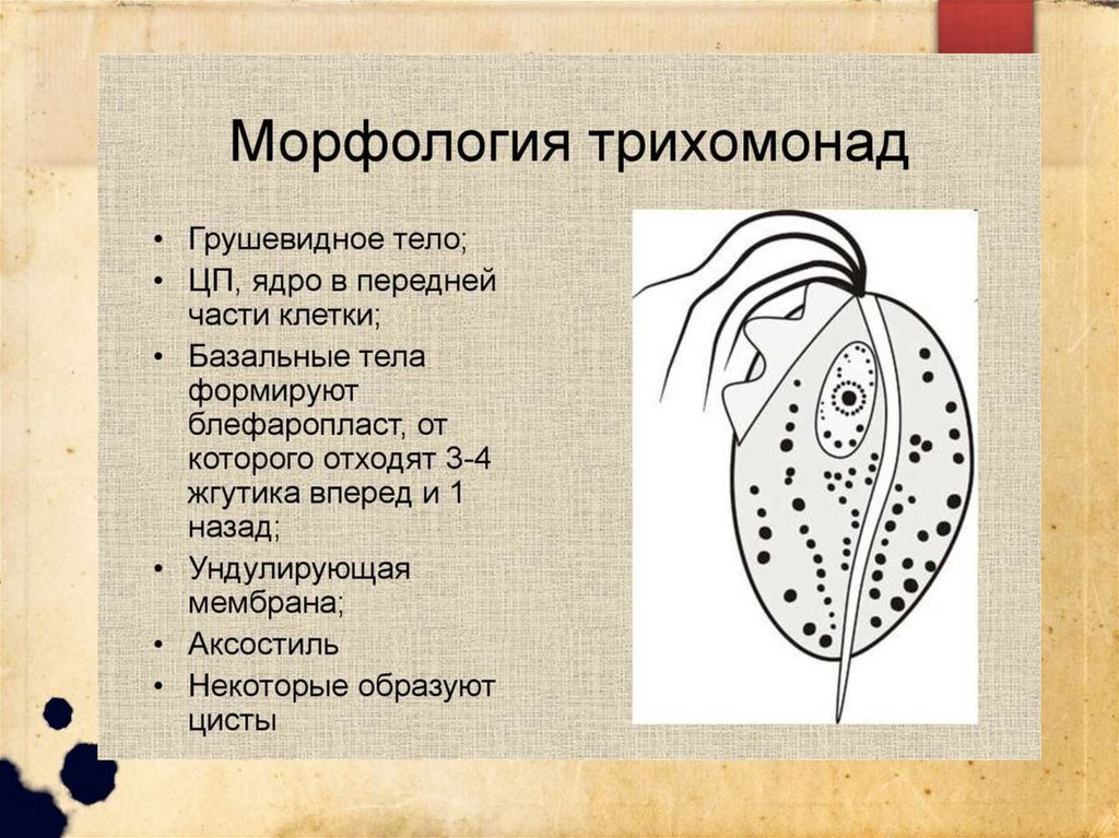 Стоковые фотографии по запросу Трихомониаз