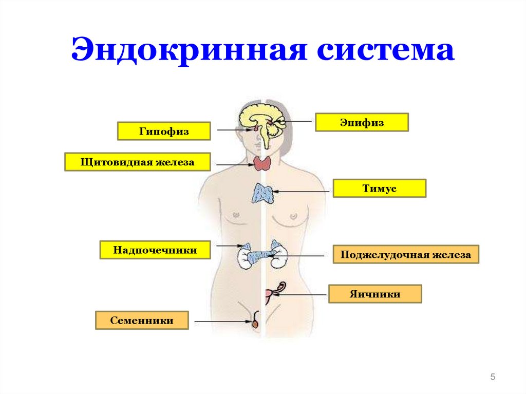 Рисунок эндокринной системы человека. Эндокринная система железы внутренней секреции схема. Железы внутренней секреции человека 8 класс биология. Эндокринные железы биология 8 класс. Железы внутренней секреции рисунок 8 класс биология.