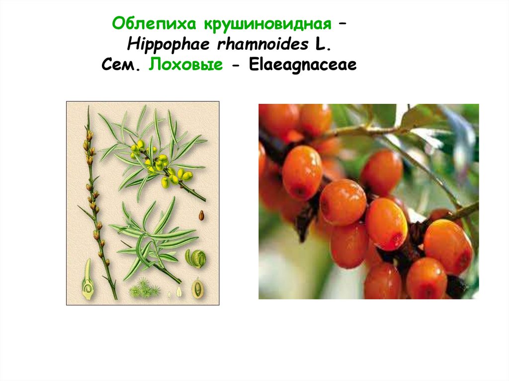 Облепиха крушиновидная – Hippophae rhamnoides L. Сем. Лоховые - Elaeagnaceae