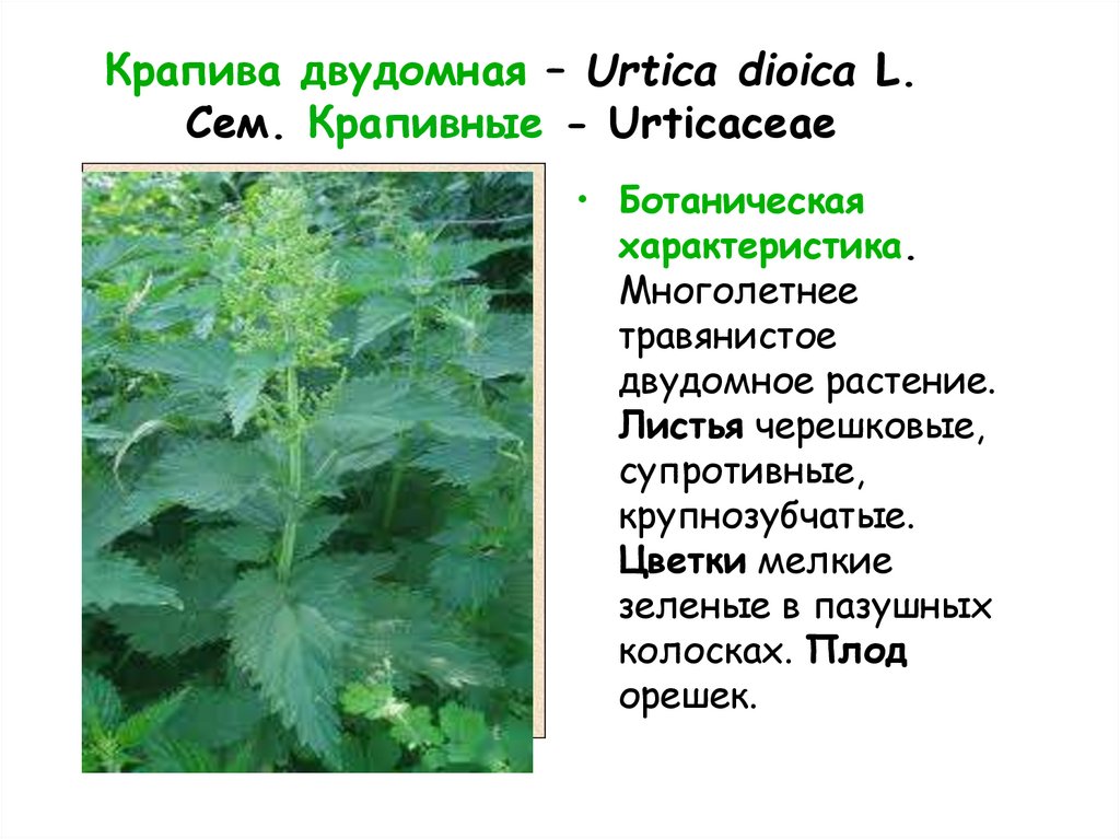 Крапива двудомная – Urtica dioica L. Сем. Крапивные - Urticaceae