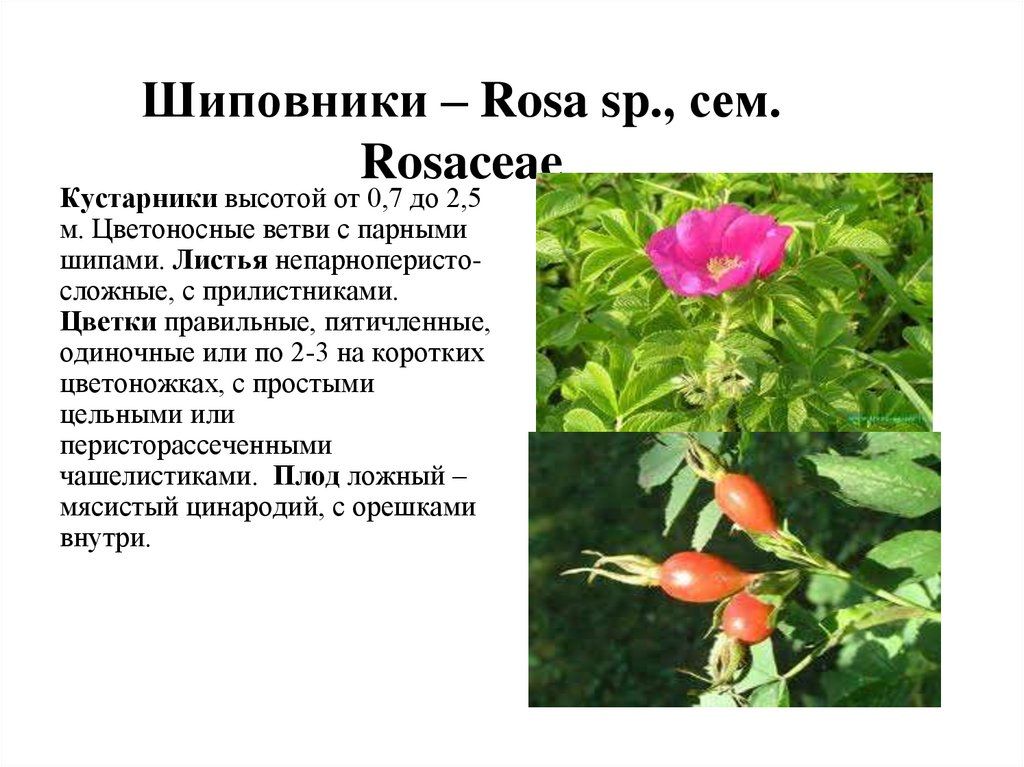 Шиповники – Rosa sp., сем. Rosaceae