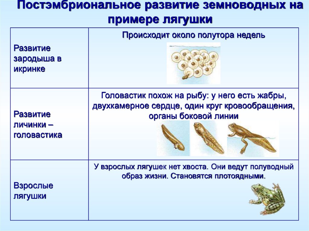 Внутреннее различие головастика и лягушки. Постэмбриональное развитие лягушки стадии. Развитие земноводных. Этапы развития земноводных. Стадии развития амфибий.