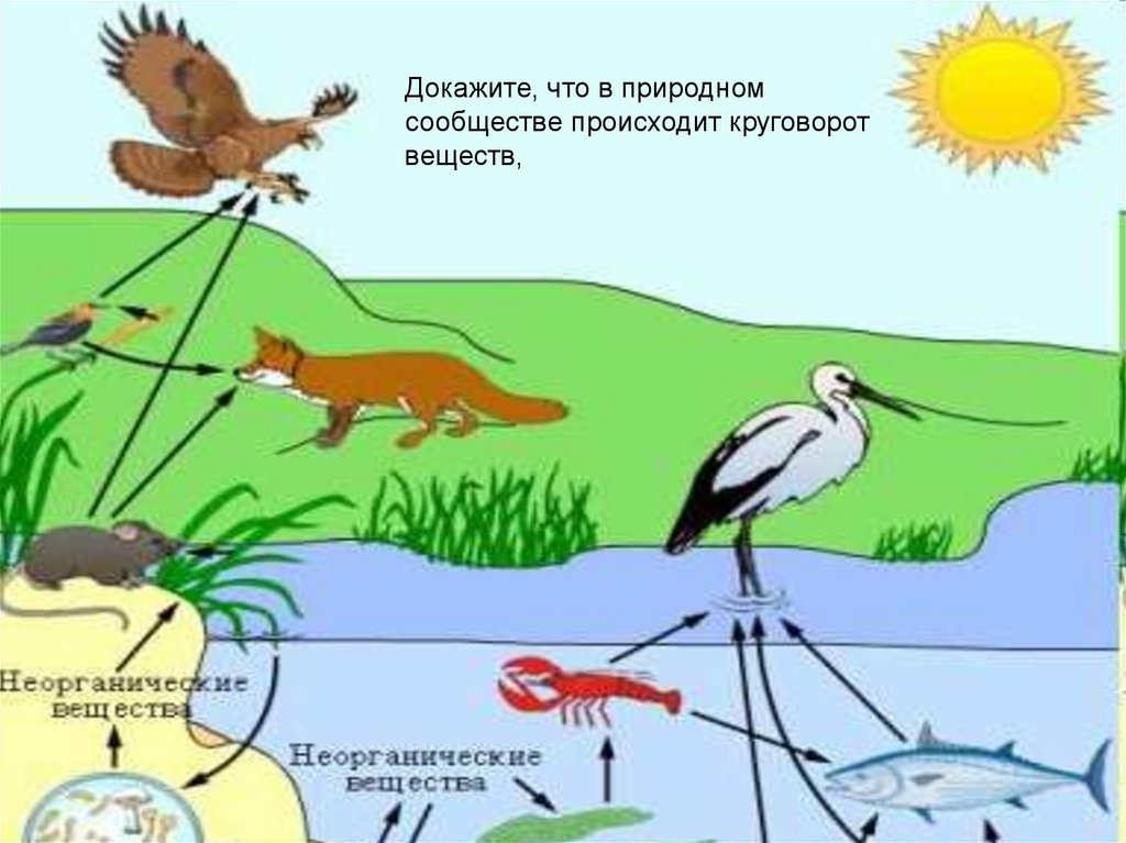 Рисунок сообщество биология 5 класс. Схема круговорота веществ в водоеме. Круговорот птиц в природе. Круговорот веществ в природном сообществе. Цепь круговорота веществ в природе.