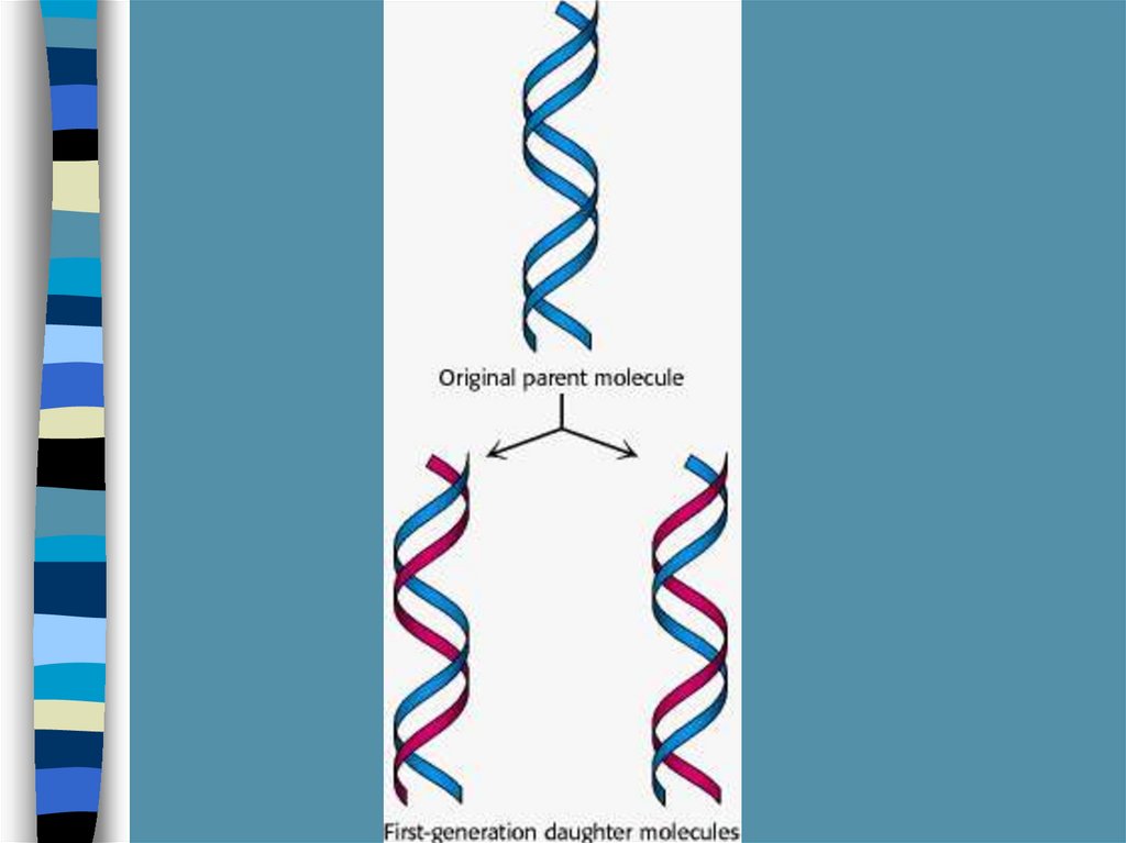 Полуконсервативный Синтез. Слияние ДНК при зачатии. Когерентная модель синтеза ДНК. Слои ДНК по Крайону.