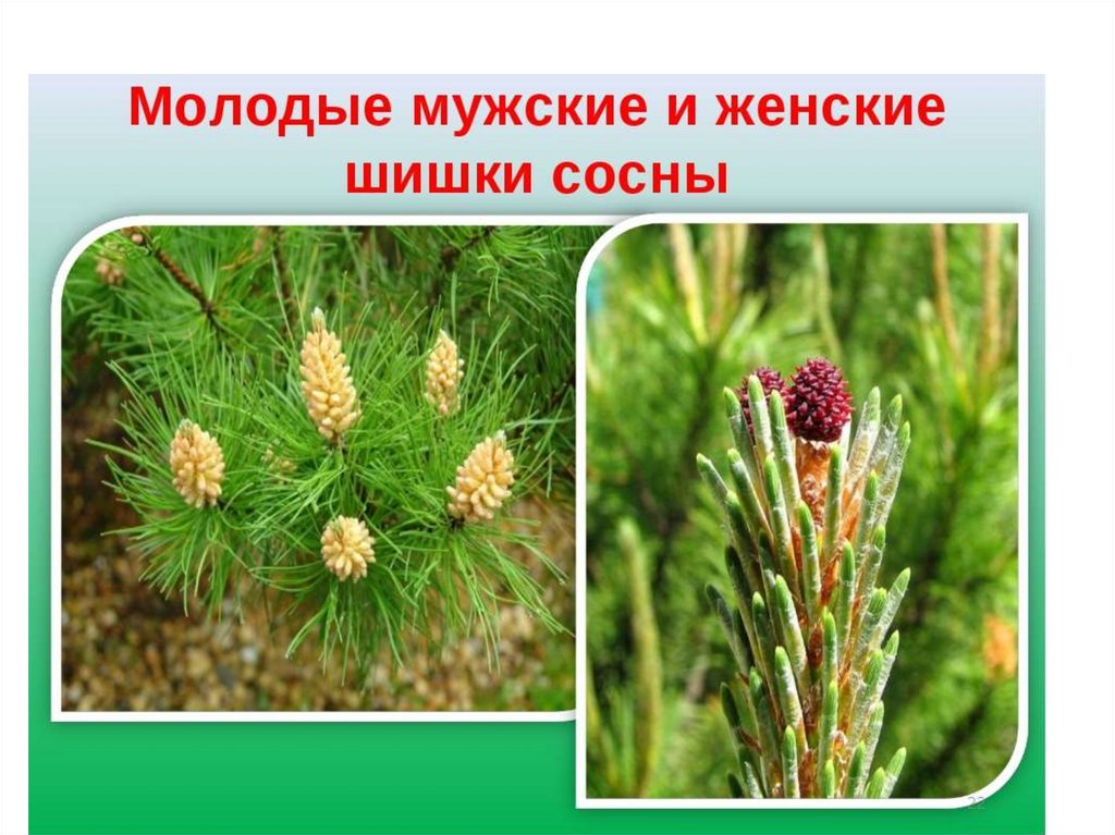 Женские шишки сосны. Мужские и женские шишки сосны. Сосна обыкновенная мужские и женские шишки. Женские шишки сосны обыкновенной.