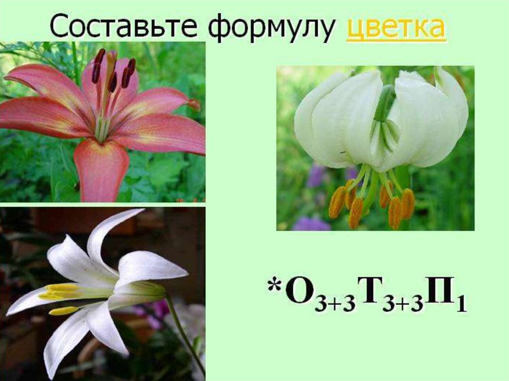 Формула о3 3т3 3п1. Формула цветка тюльпана семейства Лилейные. Лилия формула цветка. Лилия формула цветка биология 6 класс. Формула цветка тюльпана 6 класс биология.