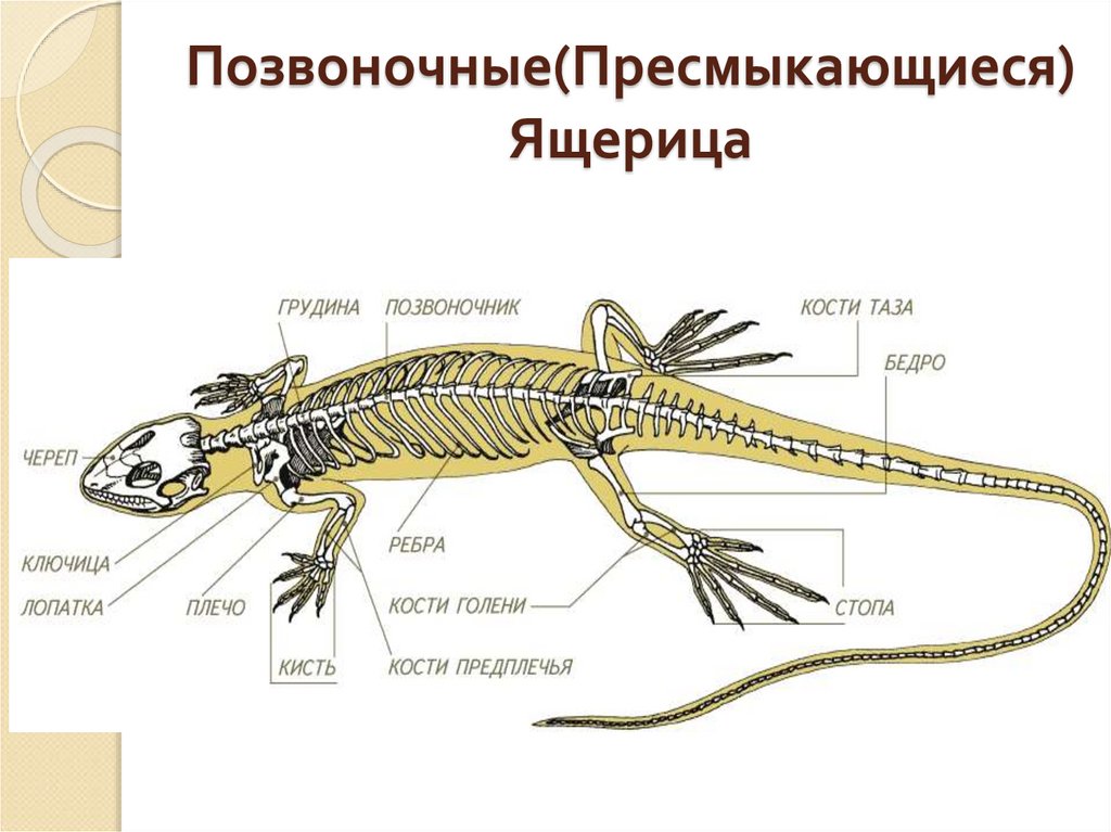 Симметрия тела земноводных и пресмыкающихся. Строение скелета ящерицы пресмыкающихся. Строение скелета крокодила схема. Строение скелета ящерицы 7. Пресмыкающиеся внешнее строение 7.