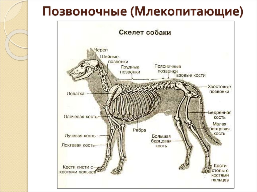 Отделы позвоночника млекопитающих 7. Скелет система млекопитающих. Внутреннее строение млекопитающих скелет. Скелет собаки строение биология. Опорно двигательная система млекопитающих схема.
