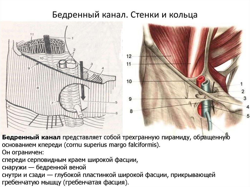 Бедренная щель. Бедренный канал его стенки. Бедренный канал анатомия. Глубокое кольцо бедренного канала. Бедренный канал схема.