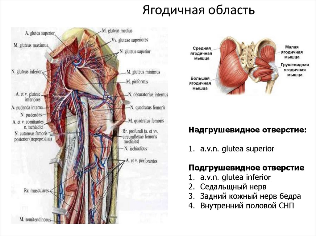 Мышечная и сосудистая лакуны бедра