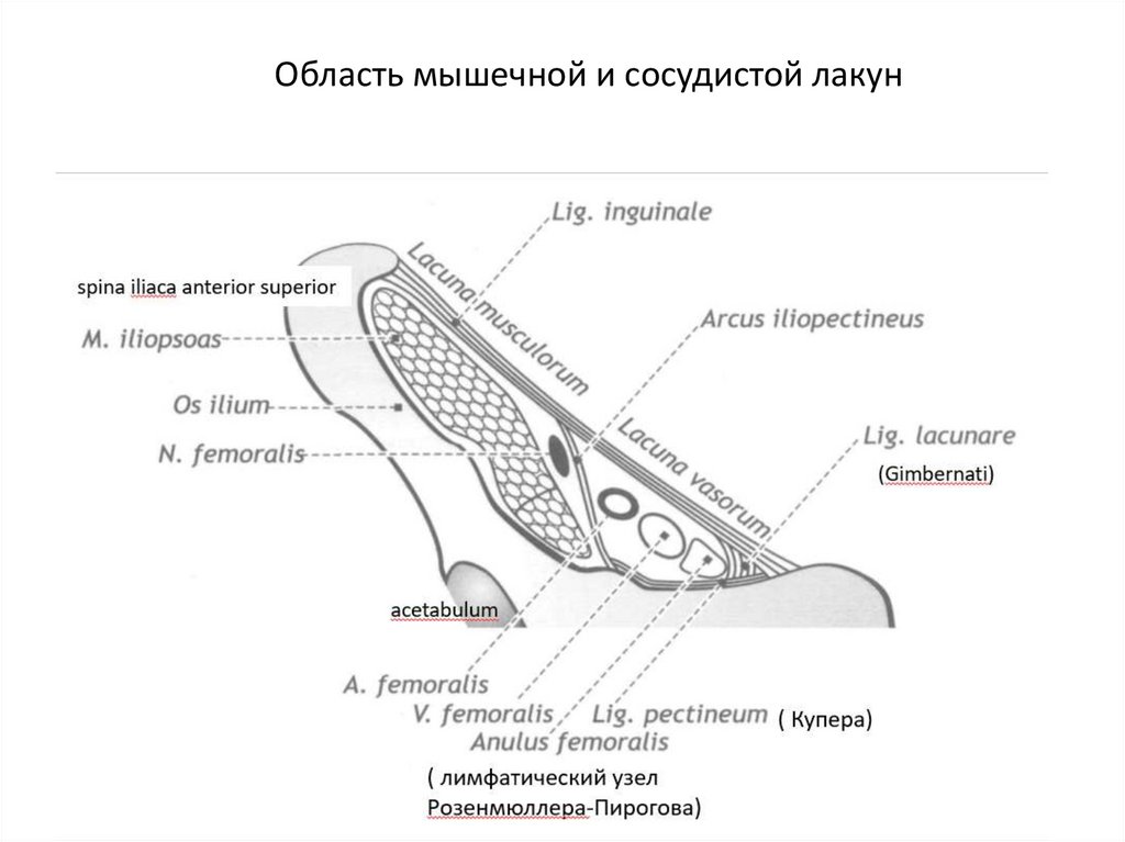 Мышечная лакуна на бедре