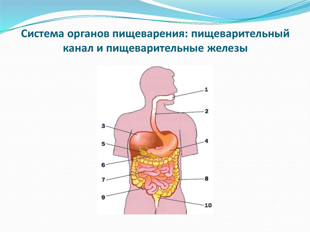 Какие есть пищеварительные железы. Пищеварительный канал и железы. Пищеварительная система пищеварительный канал и железы. Малые железы пищеварительной системы. Какой орган не является частью пищеварительного канала.