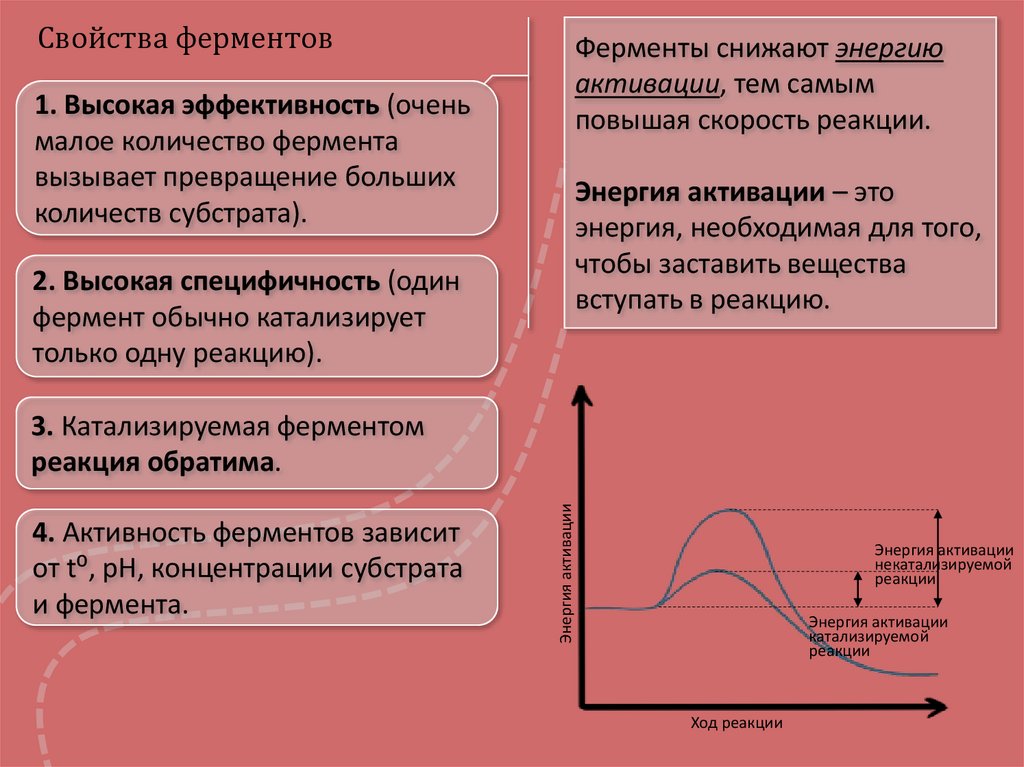 Ферменты - презентация онлайн