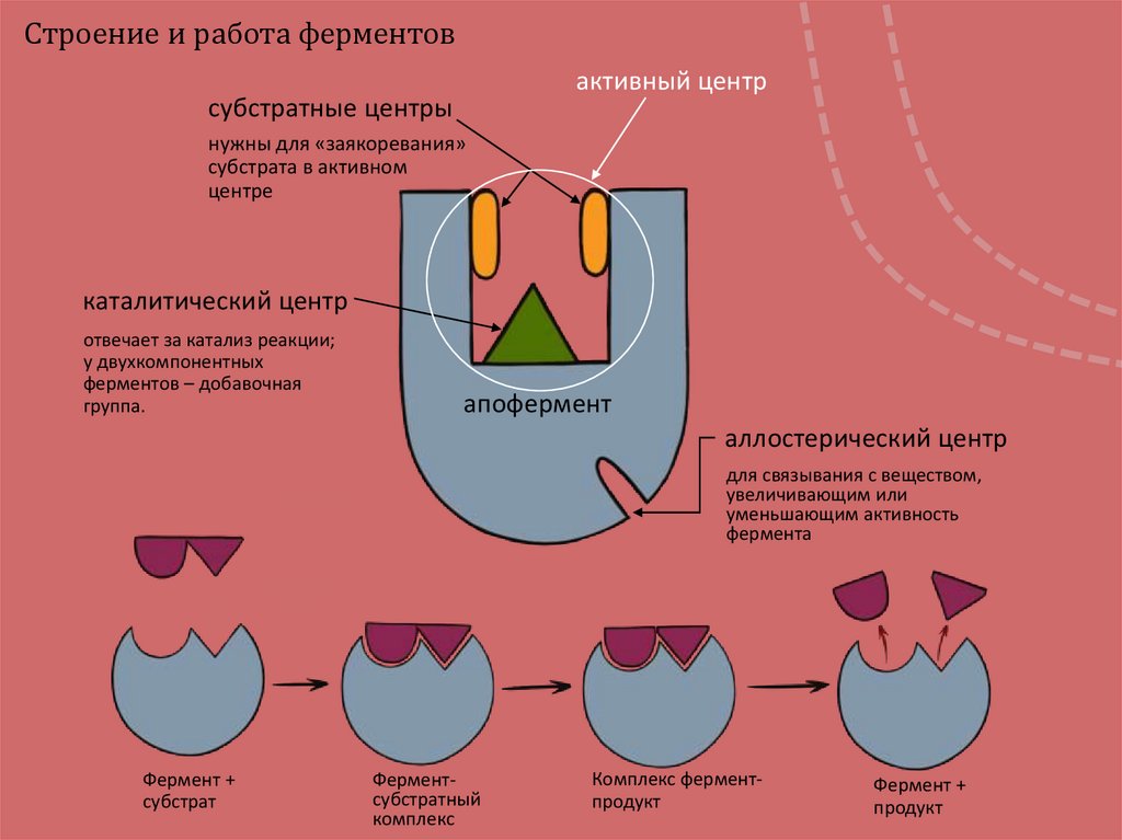 Ферменты - презентация онлайн
