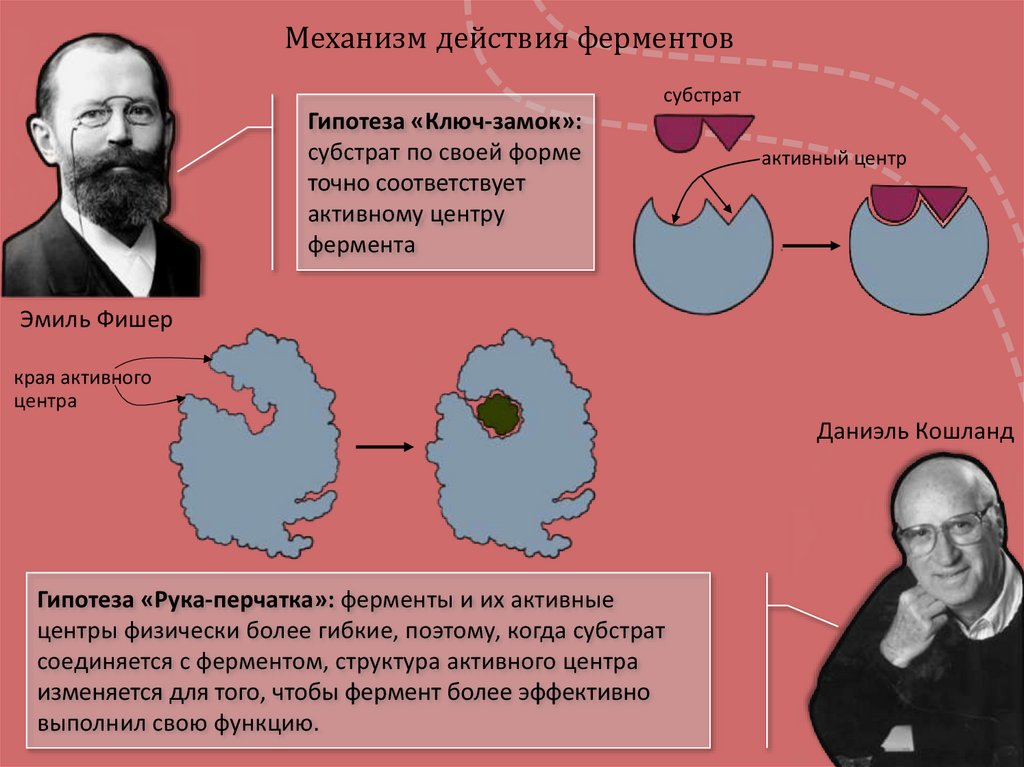 Ферменты - презентация онлайн