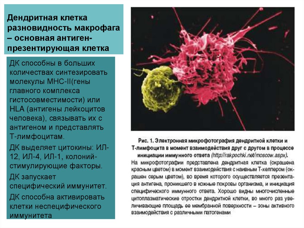 Роль макрофагов. Макрофаги и дендритные клетки. Дендритные клетки фагоциты. Макрофаги презентируют антиген. Дендритная клетка строение.