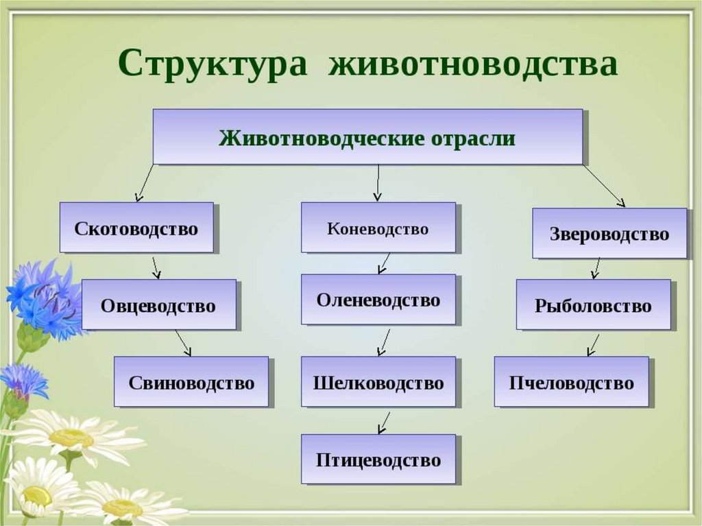 Назовите направления. Отрасли животноводства схема. Структура животноводства России схема. Животноводство структура отрасли. Отраслевая структура животноводства.