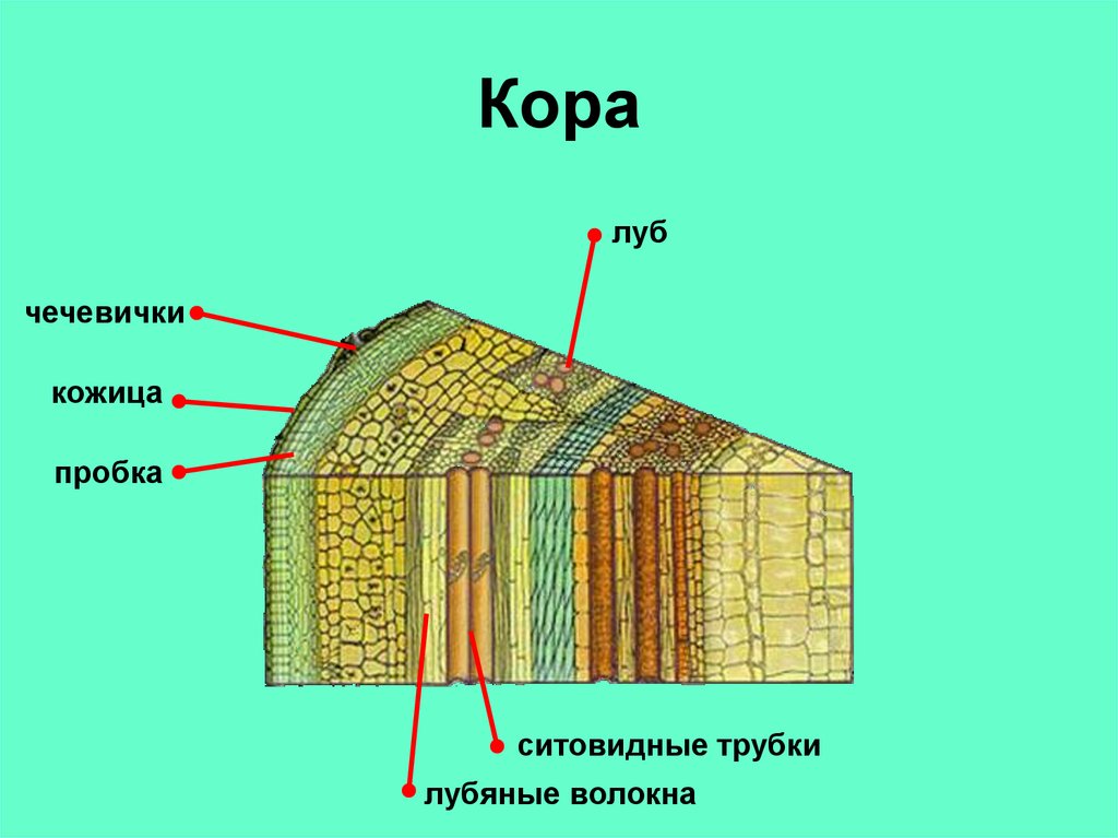 Камбий тип ткани. Строение стебля презентация. Слои стебля их строение и функции таблица.