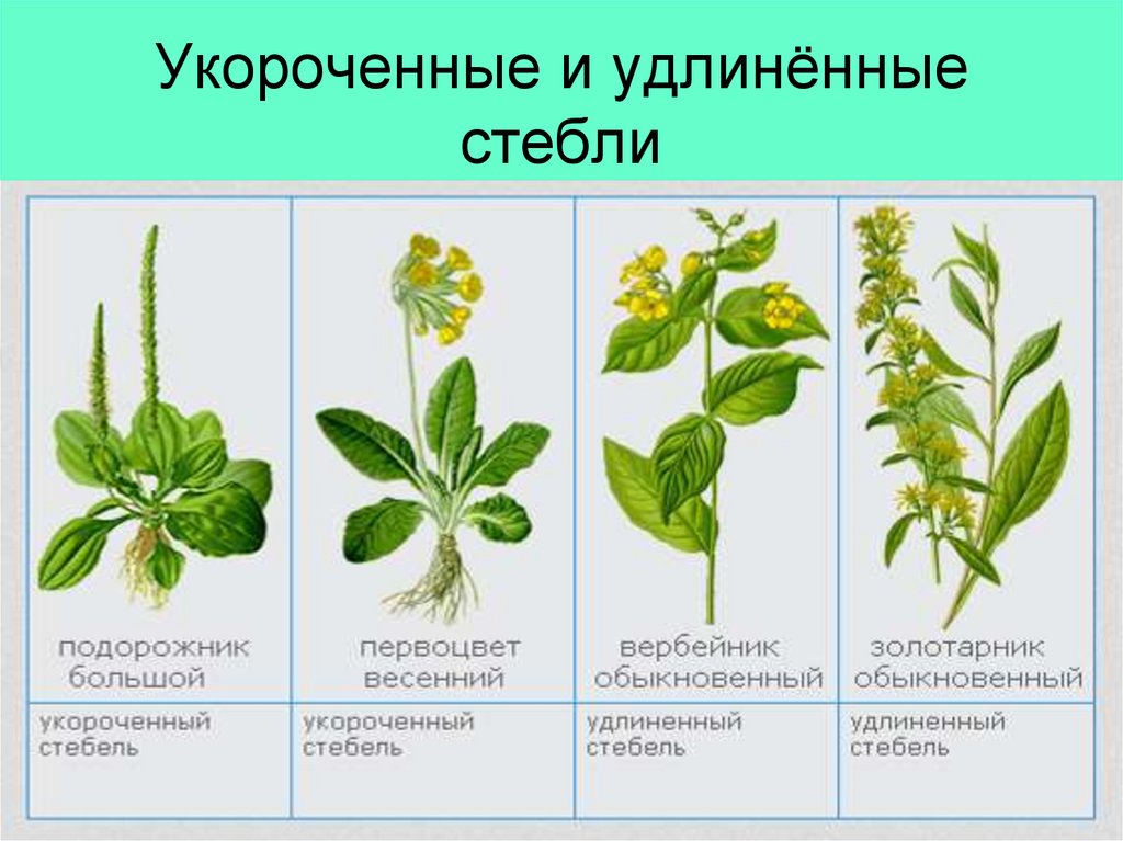 Подорожник схема строения