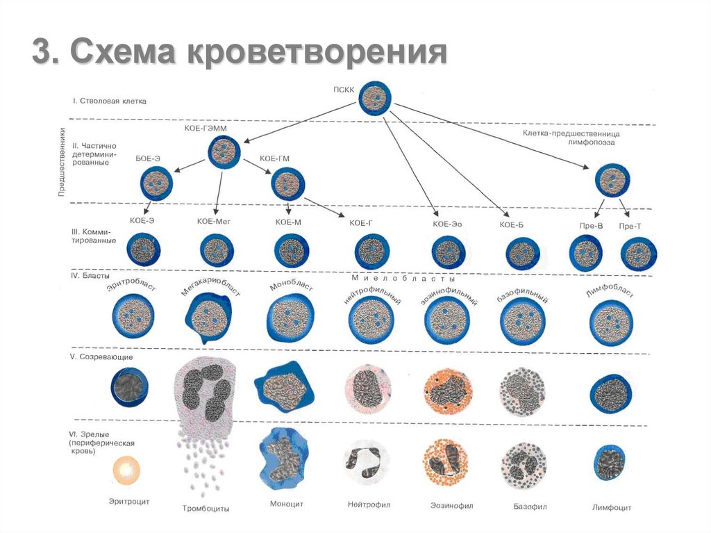 Схема кроветворения по воробьеву