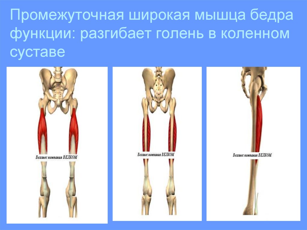 Промежуточная широкая бедра