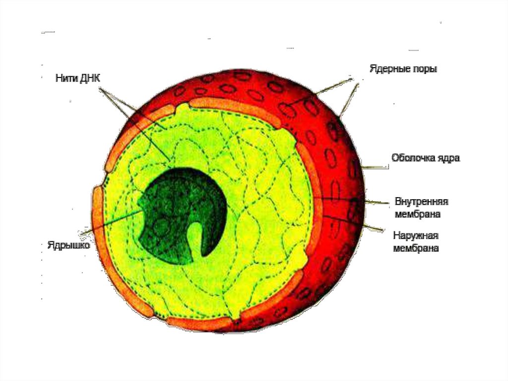 Ядро растения особенности. Строение растительной клетки. Ядро и ядрышки. Из чего состоит ядро клетки. Ядро клетки состоит из. Строение ядра эукариотической клетки.