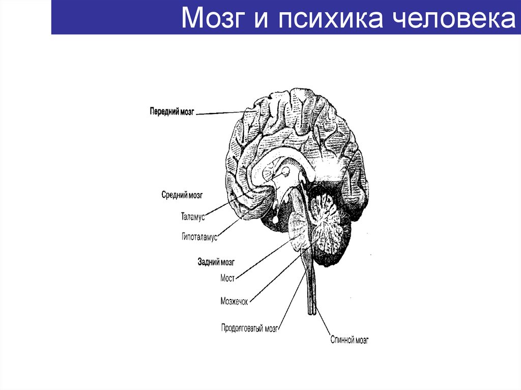 Мозг и психика человека