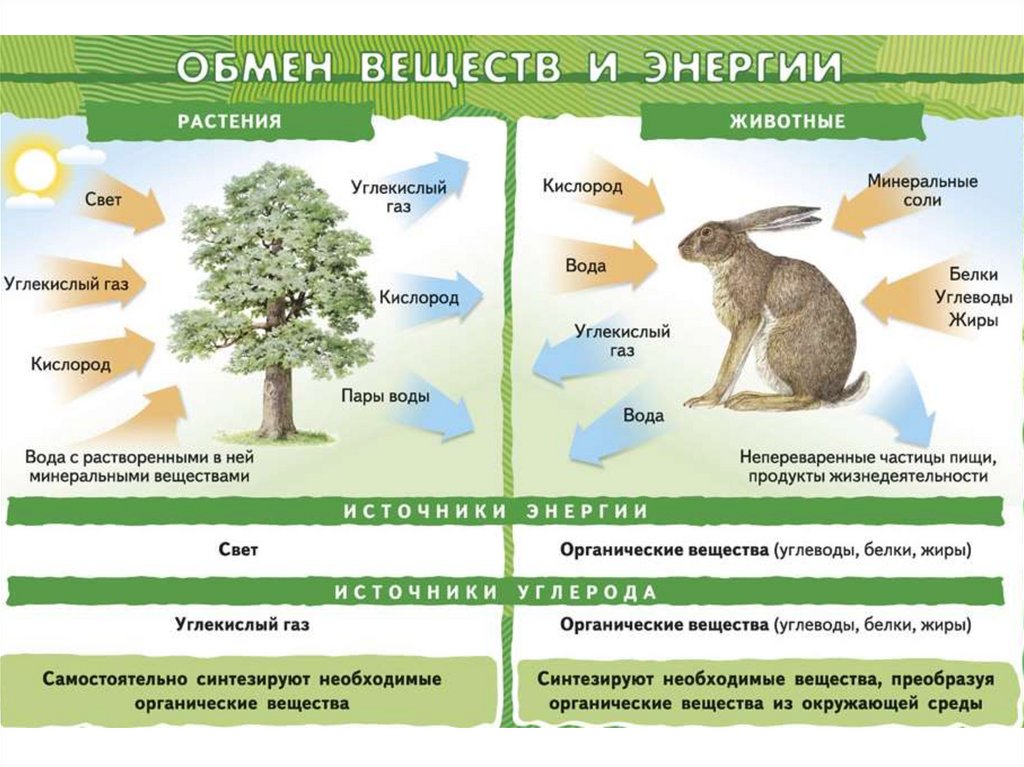 Окружающее общий. Схема обмен энергии у растений. Схема обмена веществ по биологии. Схема обмена веществ у растений. Схема обмена веществ и энергии 5 класс биология.