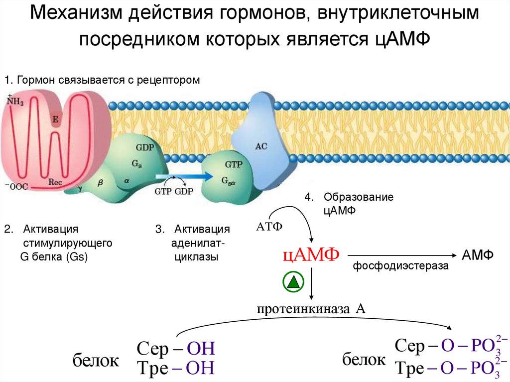 Механизм действия гормонов, внутриклеточным посредником которых является цАМФ